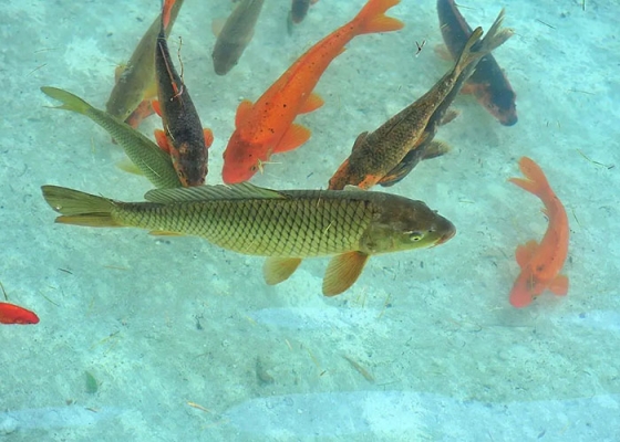 水產(chǎn)養(yǎng)殖魚飼料飼養(yǎng)方法