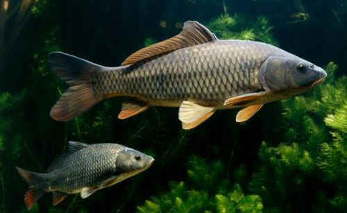 魚(yú)飼料廠家