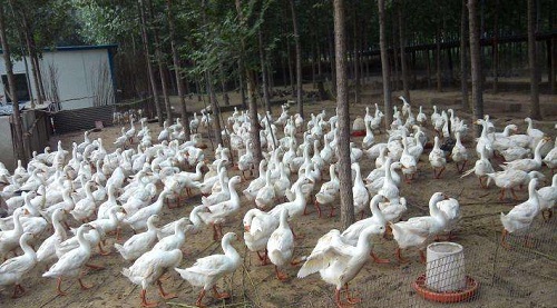 湖北蝦飼料廠家